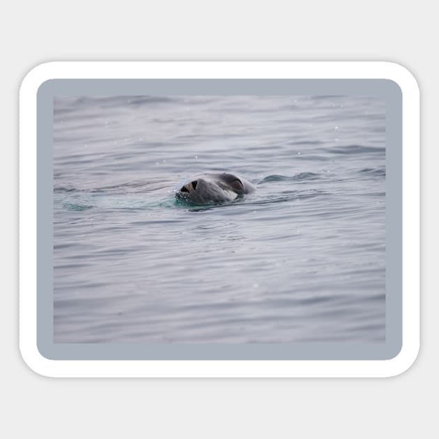 SNEEKY SEAL SWIMMING Sticker by NATURE WILD